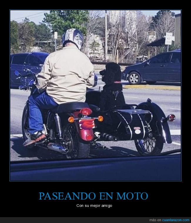 moto,sidecar,perro