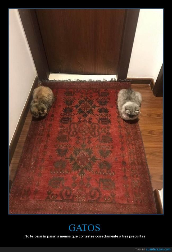 gatos,puerta,wtf