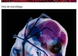 Enlace a Increíbles imágenes que te muestran cómo se ve el mundo desde de un microscopio