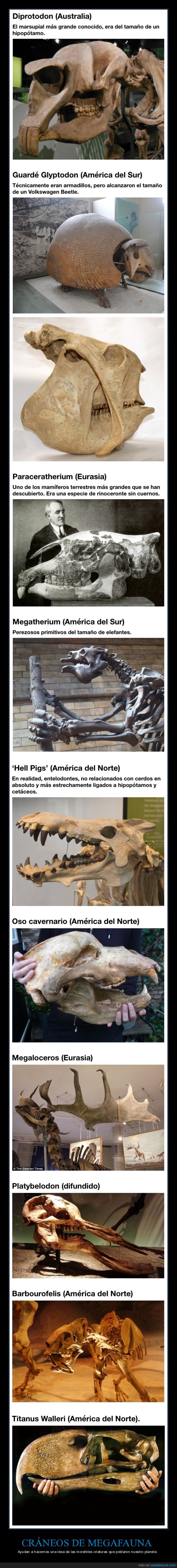 cráneos,megafauna,animales,curiosidades
