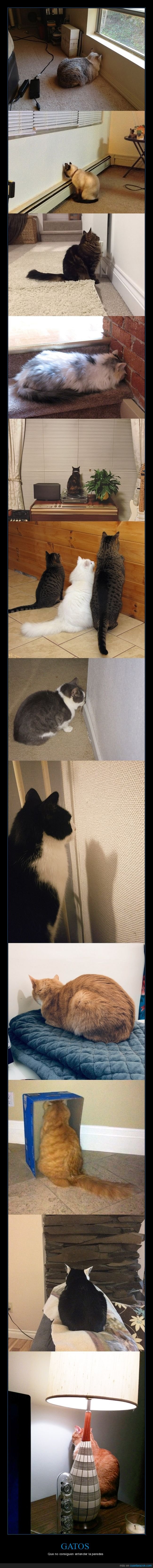 gatos,mirando,paredes