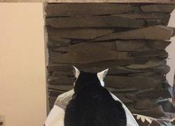 Enlace a Gatos que no logran entender las paredes