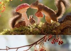 Enlace a Este fotógrafo lleva 6 años siguiendo a las ardillas con su cámara