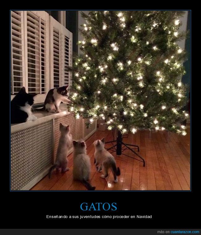 gatos,árbol de navidad,navidad