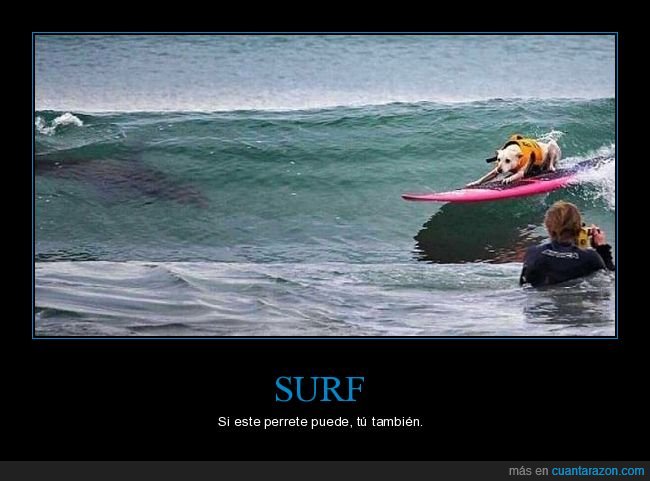 perro,surf,wtf