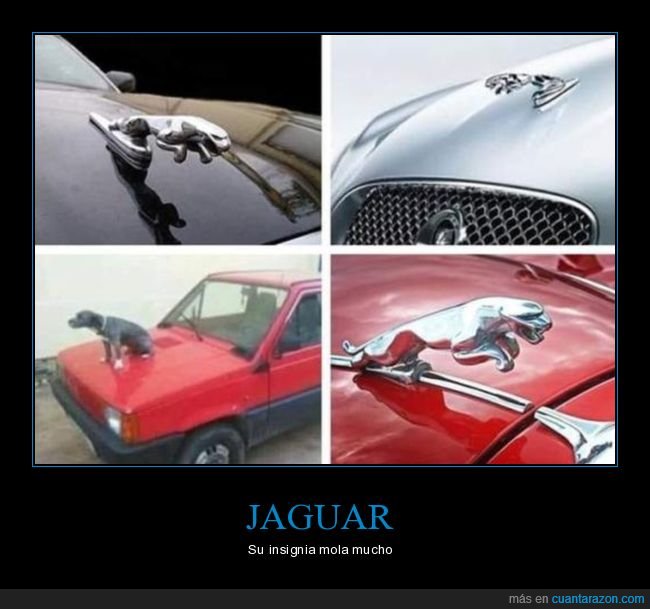 coche,insignia,jaguar,perro,seat panda