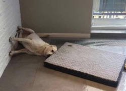 Enlace a La gravedad es complacada a veces