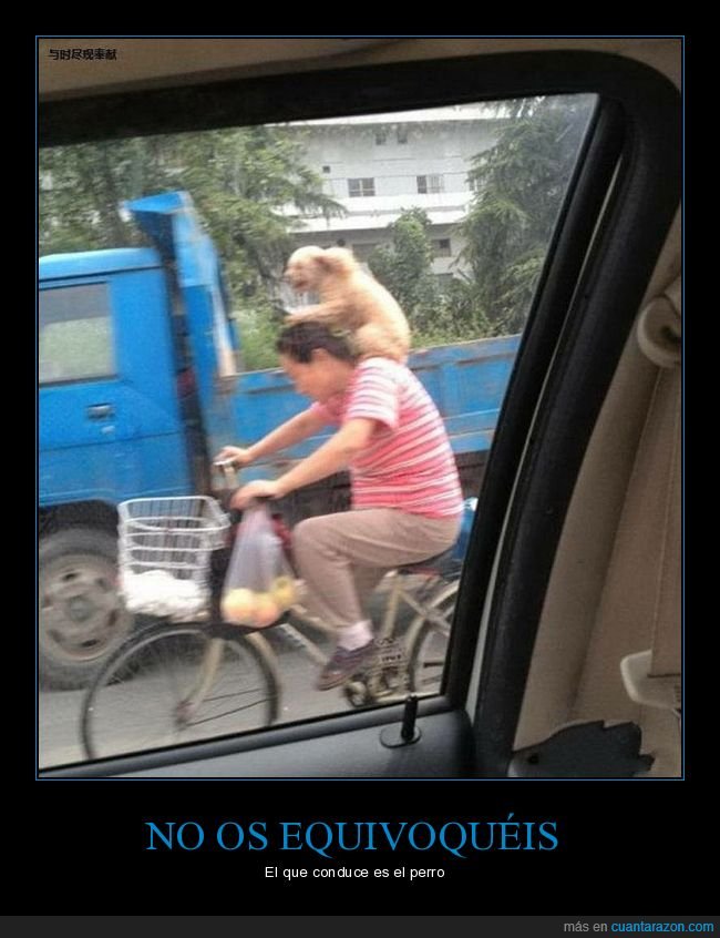 bicicleta,perro,cabeza,wtf