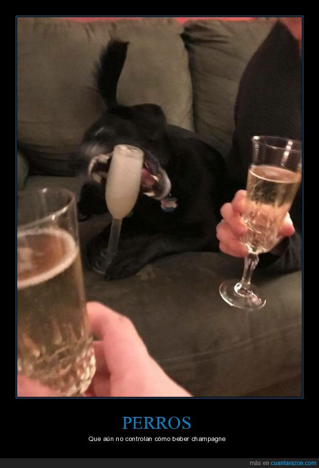 perro,copa,champagne