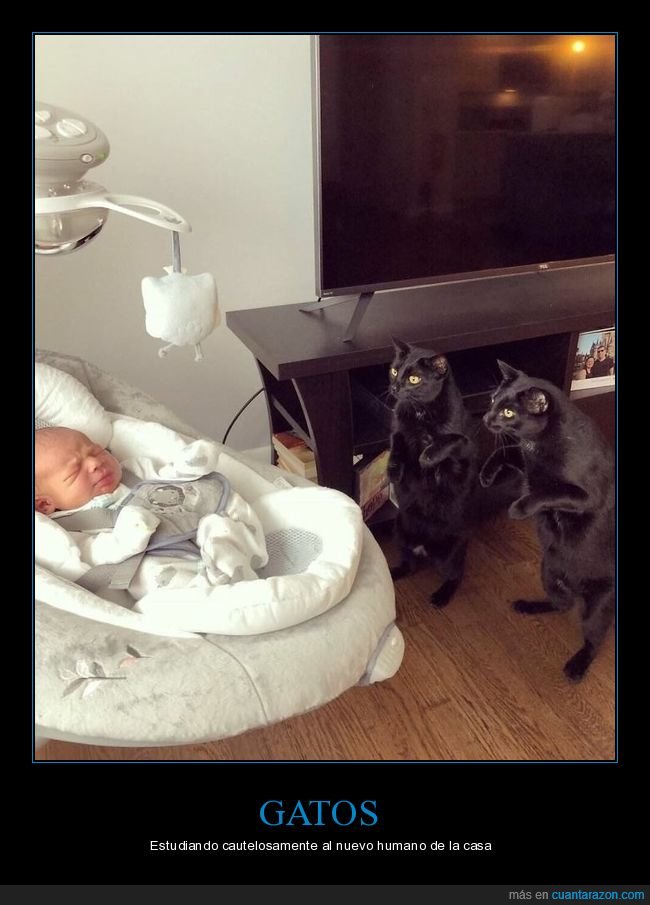 gatos,mirando,bebé