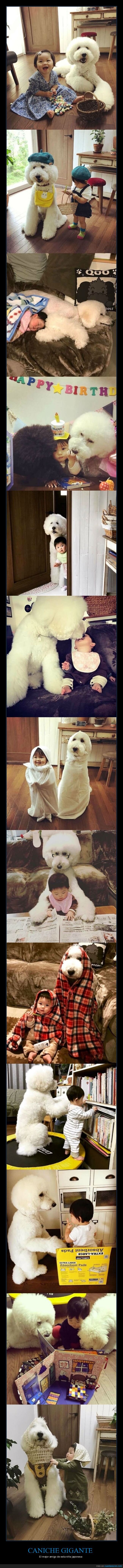 perros,niña,caniche,amistad