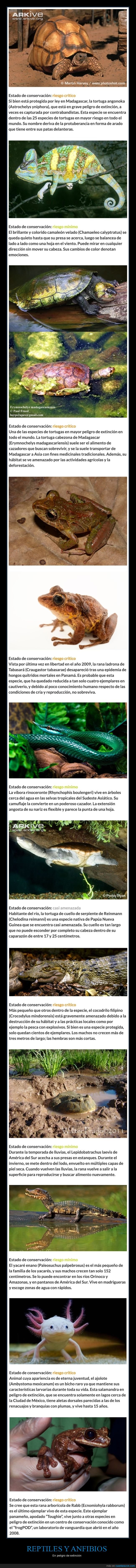 anfibios,animales,peligro de extinción,reptiles
