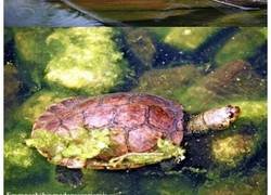 Enlace a Reptiles y anfibios en peligro de extinción