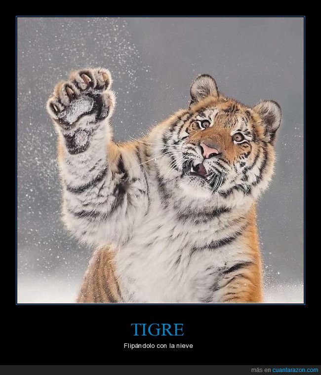 tigre,nieve