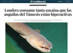 Enlace a Las anguilas del Támesis van a tener que ir a desintoxicación