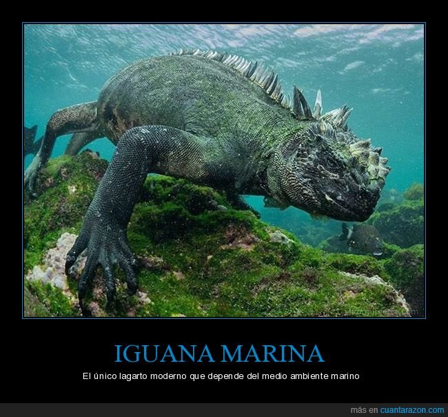 curiosidades,iguana marina