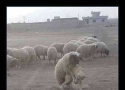 Enlace a La indefensión de los perros pastores