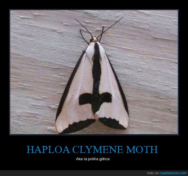 haploa clymene moth,polilla,gótica