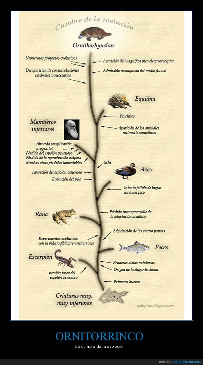 ornitorrinco,evolución