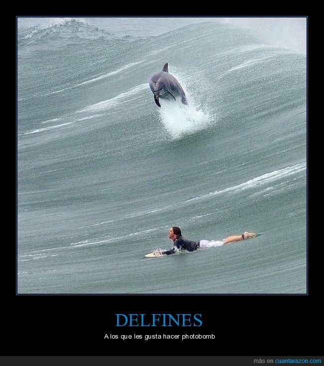 delfín,surf,mar