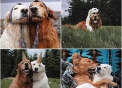 Enlace a Best Friends Forever