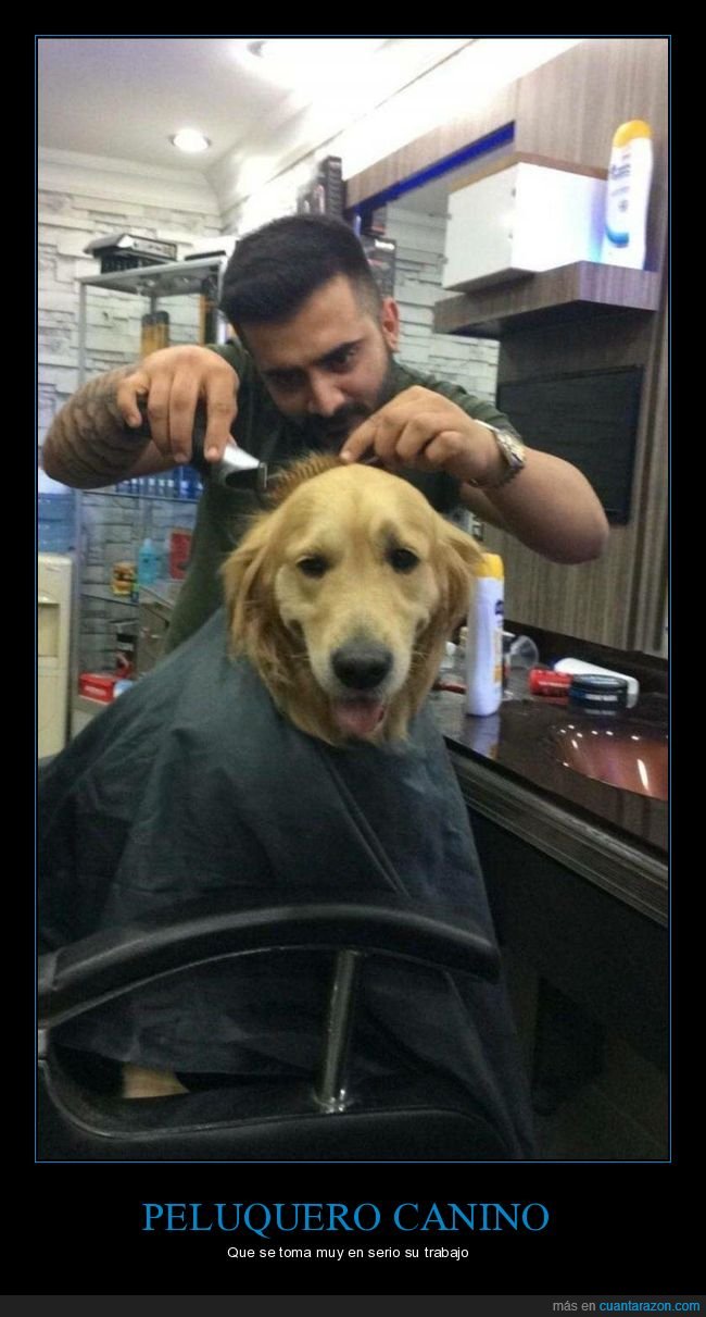 peluquero,corte de pelo,perros