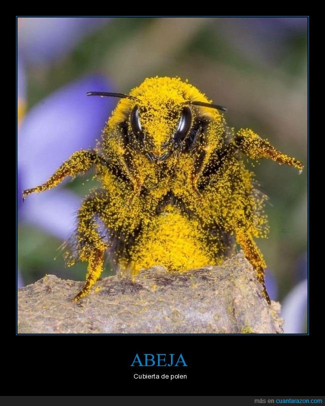 abeja,polen