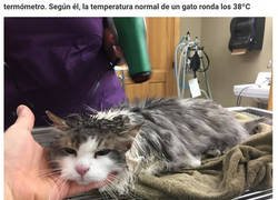 Enlace a Este gato congelado en la nieve se recupera milagrosamente después de que los veterinarios lucharan por su vida durante horas
