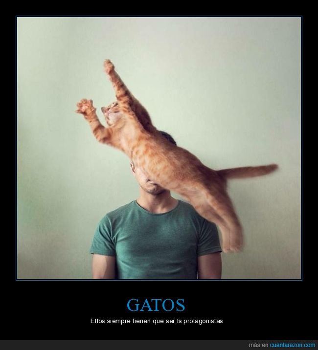 gatos,foto,photobomb