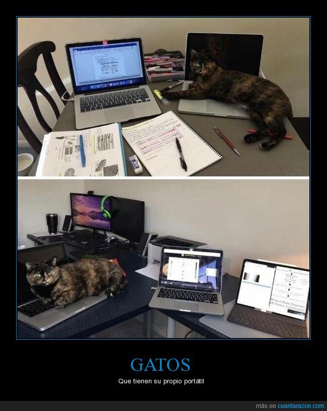 gatos,ordenador