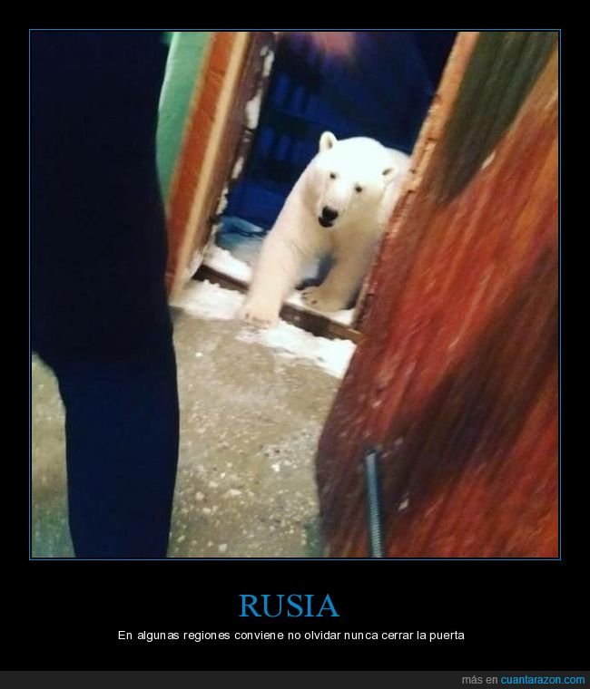 oso polar,rusia,puerta