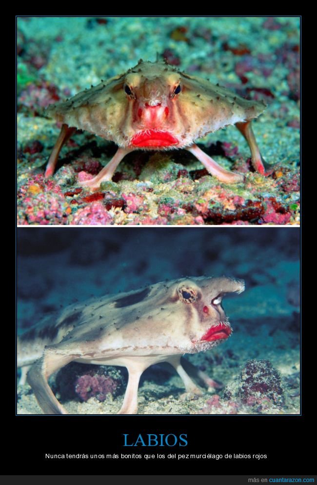pez murciélago de labios rojos,pez,labios,curiosidades