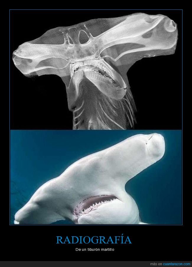 radiografía,tiburón martillo,curiosidades