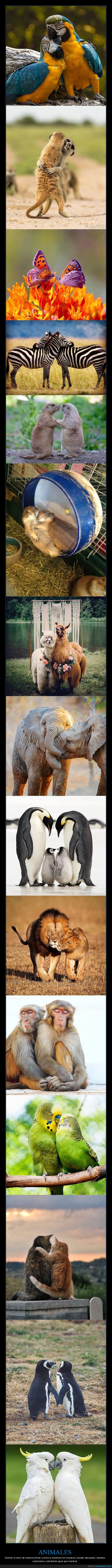 parejas,animales,amor
