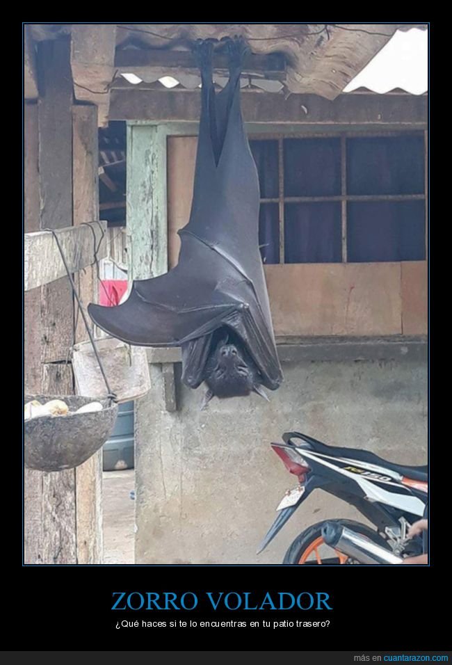 zorro volador,murciélago,wtf