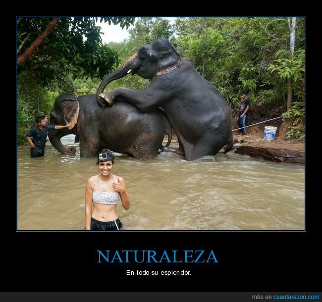 elefantes,copulando,wtf