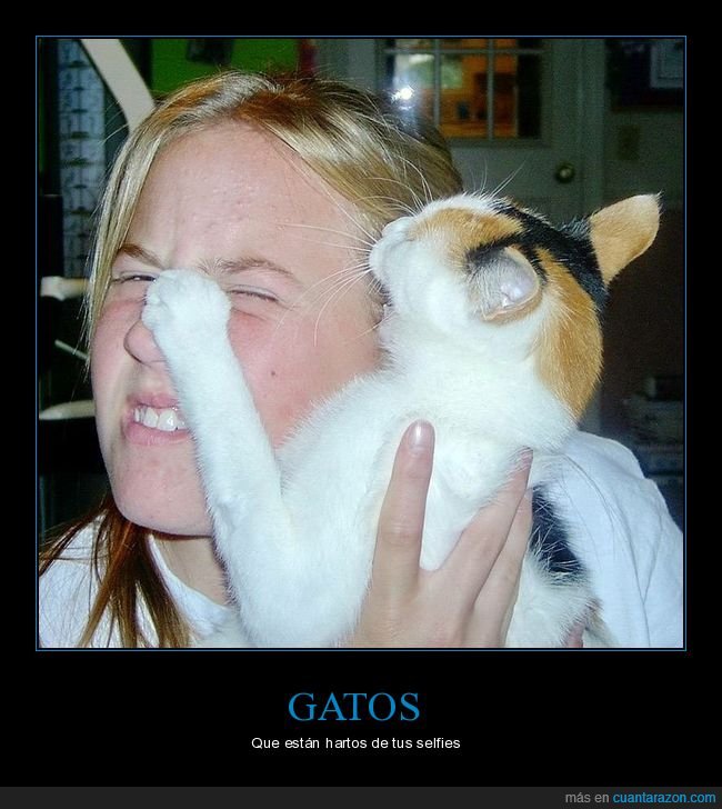 gatos,selfie,fails