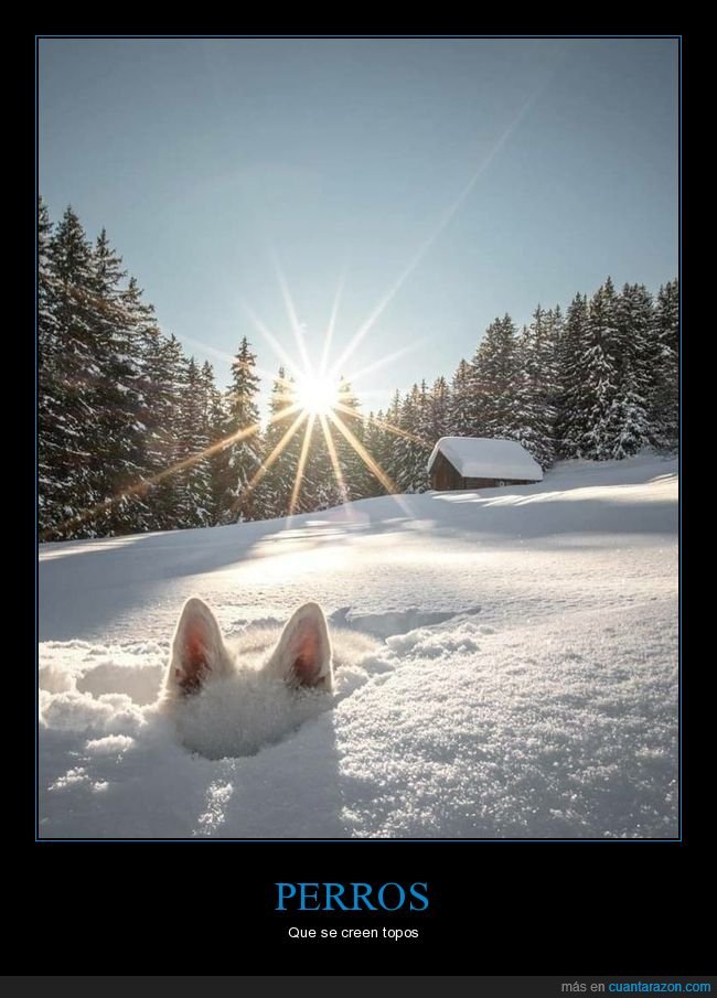 perros,nieve