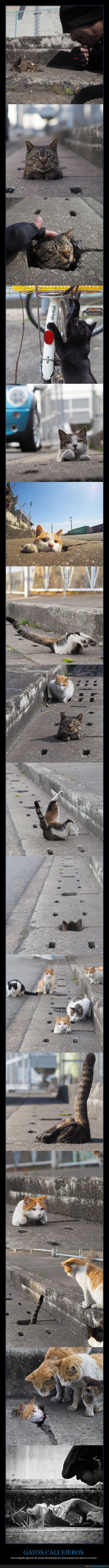 gatos,callejeros,divirtiéndose