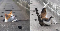 Enlace a Este fotógrafo japonés retrata a los gatos callejeros divirtiéndose sin preocuparse de nada en el mundo