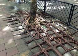 Enlace a La vida se abra camino