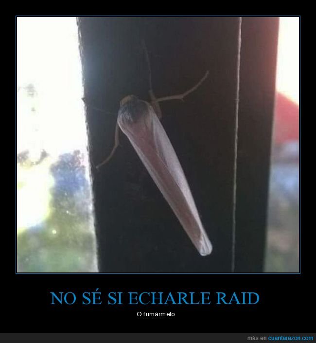 bicho,raid,fumar