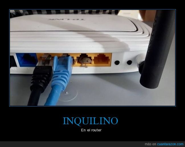 lagartija,router,wtf