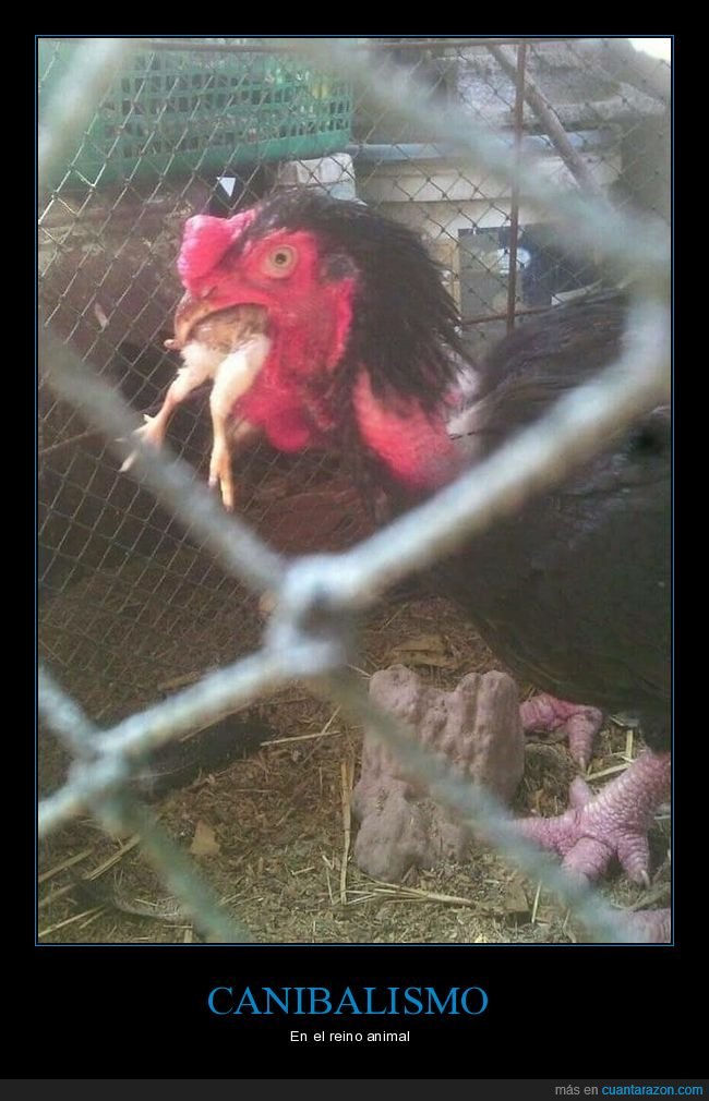 gallina,comiendo,pollo,wtf