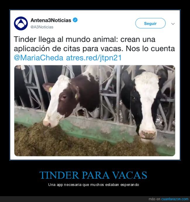 tinder,vacas,app,antena 3,noticias,vaca