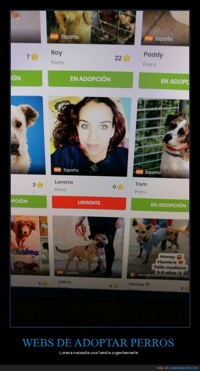 adopción,perro,perros,wtf