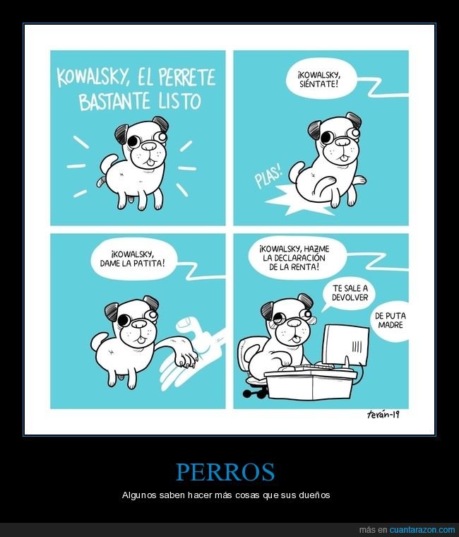 perro,listo,renta