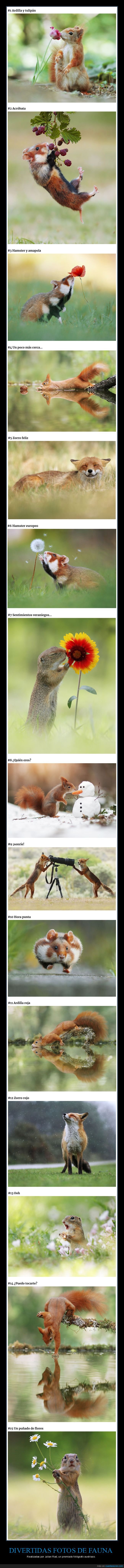 fotografía,animales,julian rad