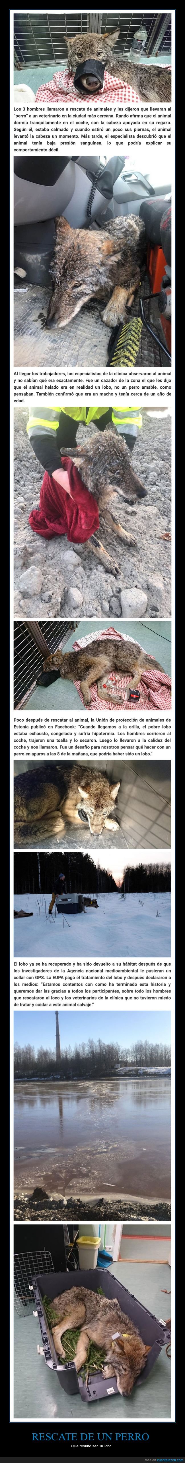 perros,rescate,lobo