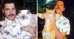 Enlace a Fotos de Freddie Mercury y sus gatos, a los que quería como si fueran sus hijos